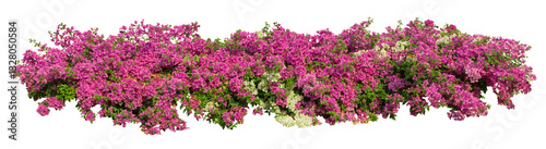 Tropical plant pink flower bush tree isolated on white background with clipping path.	
