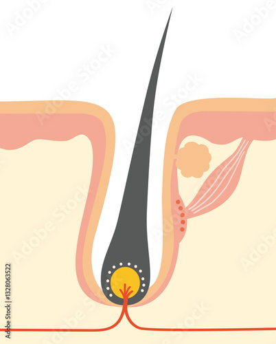 皮膚毛穴断面と毛周期に関わる組織・部位のイラスト