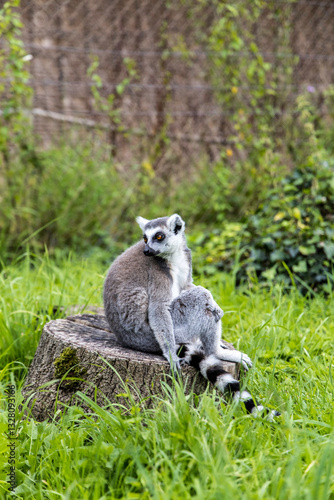 A playful lemur strides confidently across a vibrant green lawn, its striking striped tail held high at Bristol Zoo Project