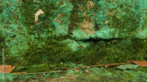 Video Small black ants (Monomorium minimum) working on a green moss wall, close up.
