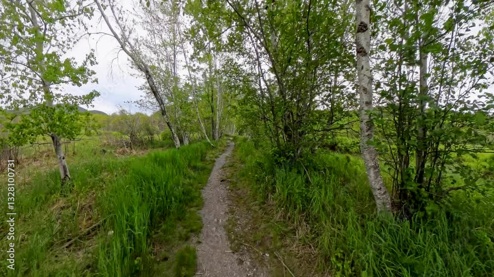 Jesup Path Cuts through Birch Trees in Acadia National Park Jesup Path Cuts through Birch Trees in Acadia National Park