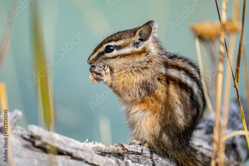 The yellow-pine chipmunk (Neotamias amoenus) is a species of order Rodentia in the family Sciuridae.  Thumb Geyser, Yellowstone National Park, Wyoming. Timothy (Phleum pratense)，timothy-grass, 