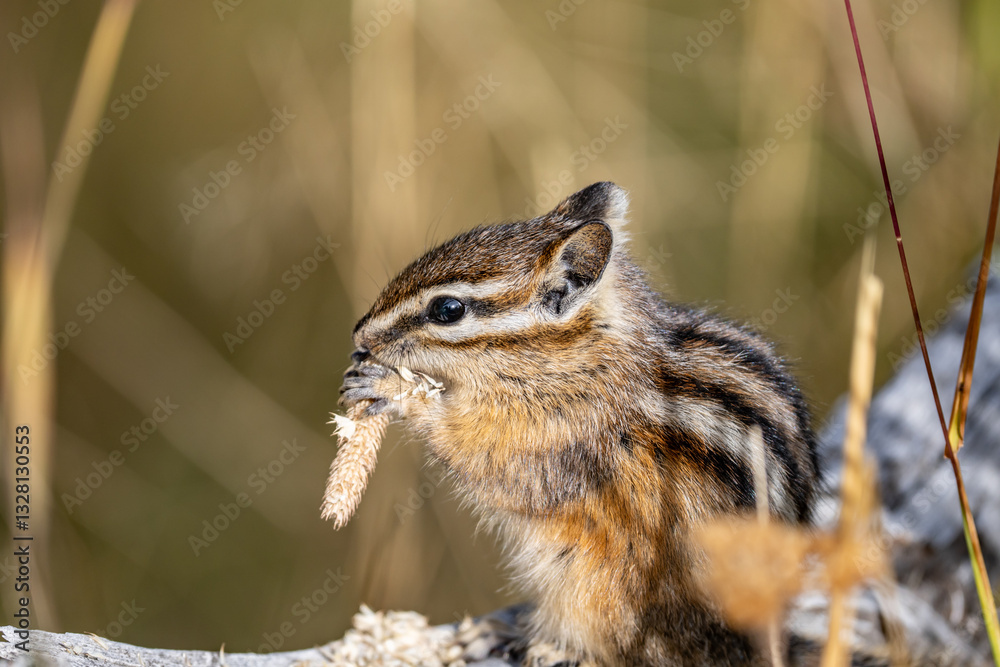 The yellow-pine chipmunk (Neotamias amoenus) is a species of order Rodentia in the family Sciuridae. Thumb Geyser, Yellowstone National Park, Wyoming. Timothy (Phleum pratense),timothy-grass, The yellow-pine chipmunk (Neotamias amoenus) is a species of order Rodentia in the family Sciuridae. Thumb Geyser, Yellowstone National Park, Wyoming. Timothy (Phleum pratense),timothy-grass,