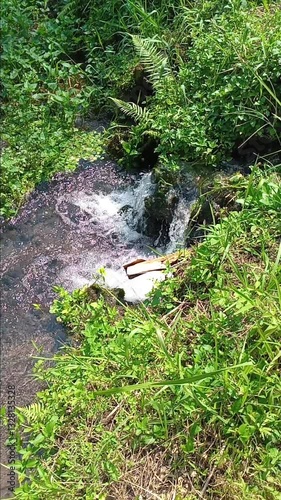 stream in the forest