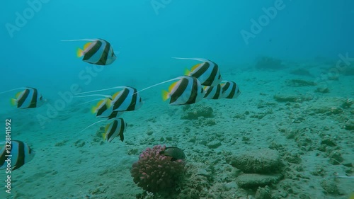 Close up of school of colorful Bannerfish swim in turquoise water over a sandy bottom, Slow motion, Shoal of Schooling Bannerfish or False Moorish idol, Heniochus diphreutes photo