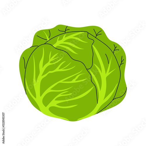 Fresh green cabbage with intricate leaf patterns displayed on a white background