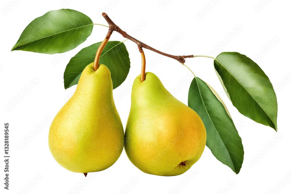 pear tree branch with pear on transparent background pear tree branch with pear on transparent background