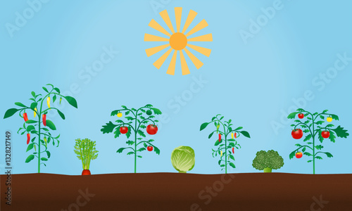 Vector of vegetables at summer season. Tomato and pepper plants, broccoli and carrot, green cabbage