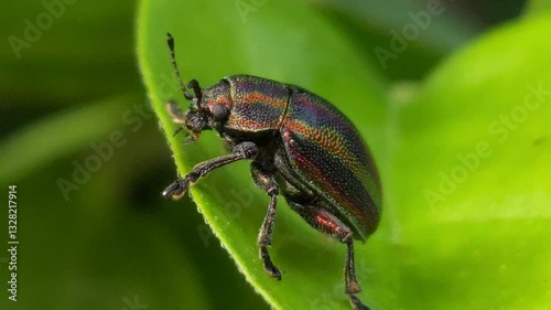 Beautiful insect on the leaf in a natural setting, Cinematic nature close-up, micro animal nature shot, Tiny insects buzz around, going about their lives among leaves.