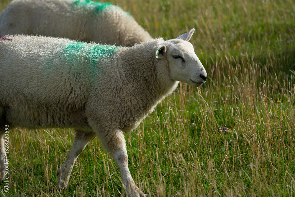 Naklejka premium Sheep in the meadow. Goat Herd in the Village. Lambs at pasture. Concept farm animals. Sheep prepare for shearing wool and slaughtering meat. Sheep in the farm.