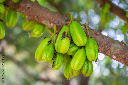The fruit of the bilimbi (Averrhoa bilimbi), also known as the cucumber tree or tree sorrel, is commonly used in culinary and medicinal applications.