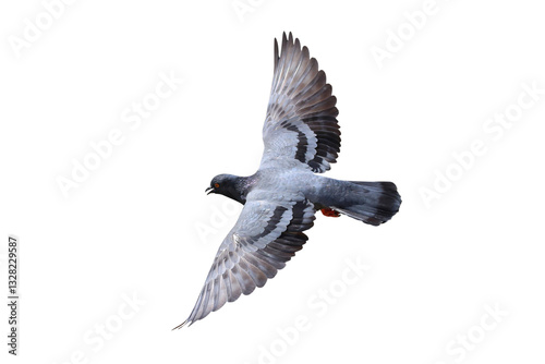 Beautiful flying pigeon isolated on transparent background png file