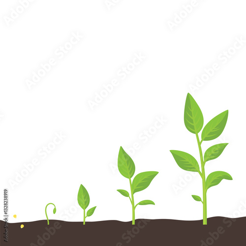 Plant Growth Stages, Vector Illustration. Seed to Sprout, Young Plant to Full Growth. Green Leaf Evolution Illustration. Gardening, Agriculture, Botany Concept for Farming and Nature Science