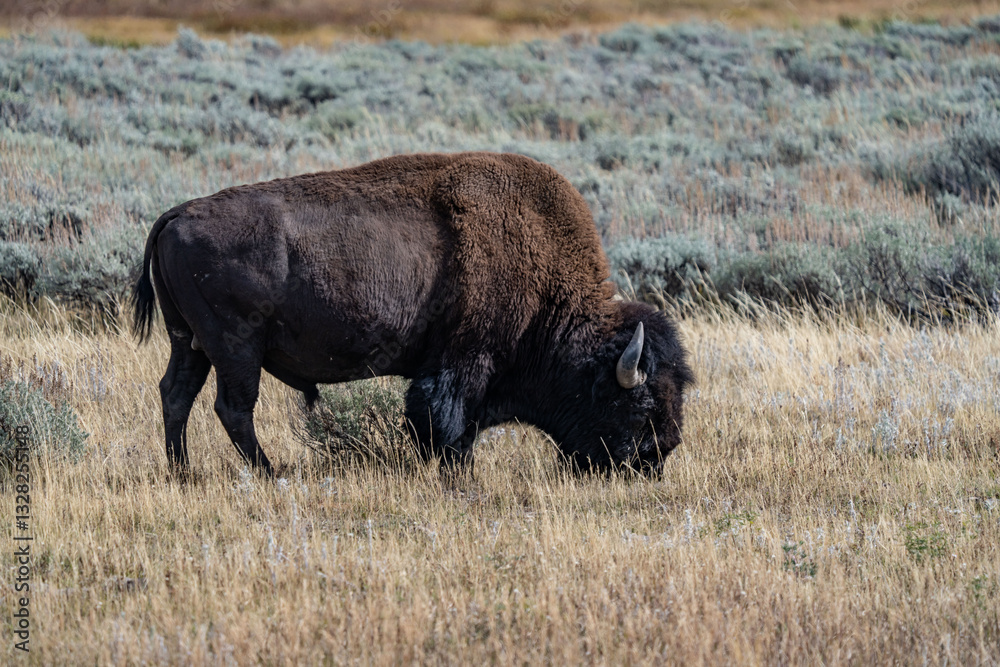 The American bison (Bison bison; pl.: bison), commonly known as the American buffalo, or simply buffalo, Mary Bay / E Entrance Rd, Yellowstone National Park in Wyoming The American bison (Bison bison; pl.: bison), commonly known as the American buffalo, or simply buffalo, Mary Bay / E Entrance Rd, Yellowstone National Park in Wyoming