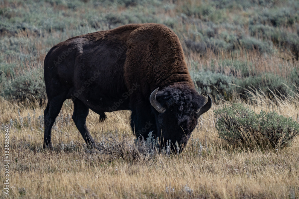 The American bison (Bison bison; pl.: bison), commonly known as the American buffalo, or simply buffalo, Mary Bay / E Entrance Rd, Yellowstone National Park in Wyoming The American bison (Bison bison; pl.: bison), commonly known as the American buffalo, or simply buffalo, Mary Bay / E Entrance Rd, Yellowstone National Park in Wyoming