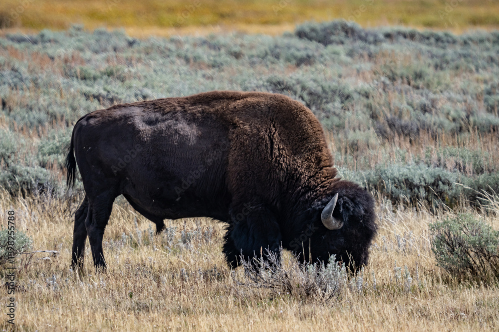 The American bison (Bison bison; pl.: bison), commonly known as the American buffalo, or simply buffalo, Mary Bay / E Entrance Rd, Yellowstone National Park in Wyoming The American bison (Bison bison; pl.: bison), commonly known as the American buffalo, or simply buffalo, Mary Bay / E Entrance Rd, Yellowstone National Park in Wyoming
