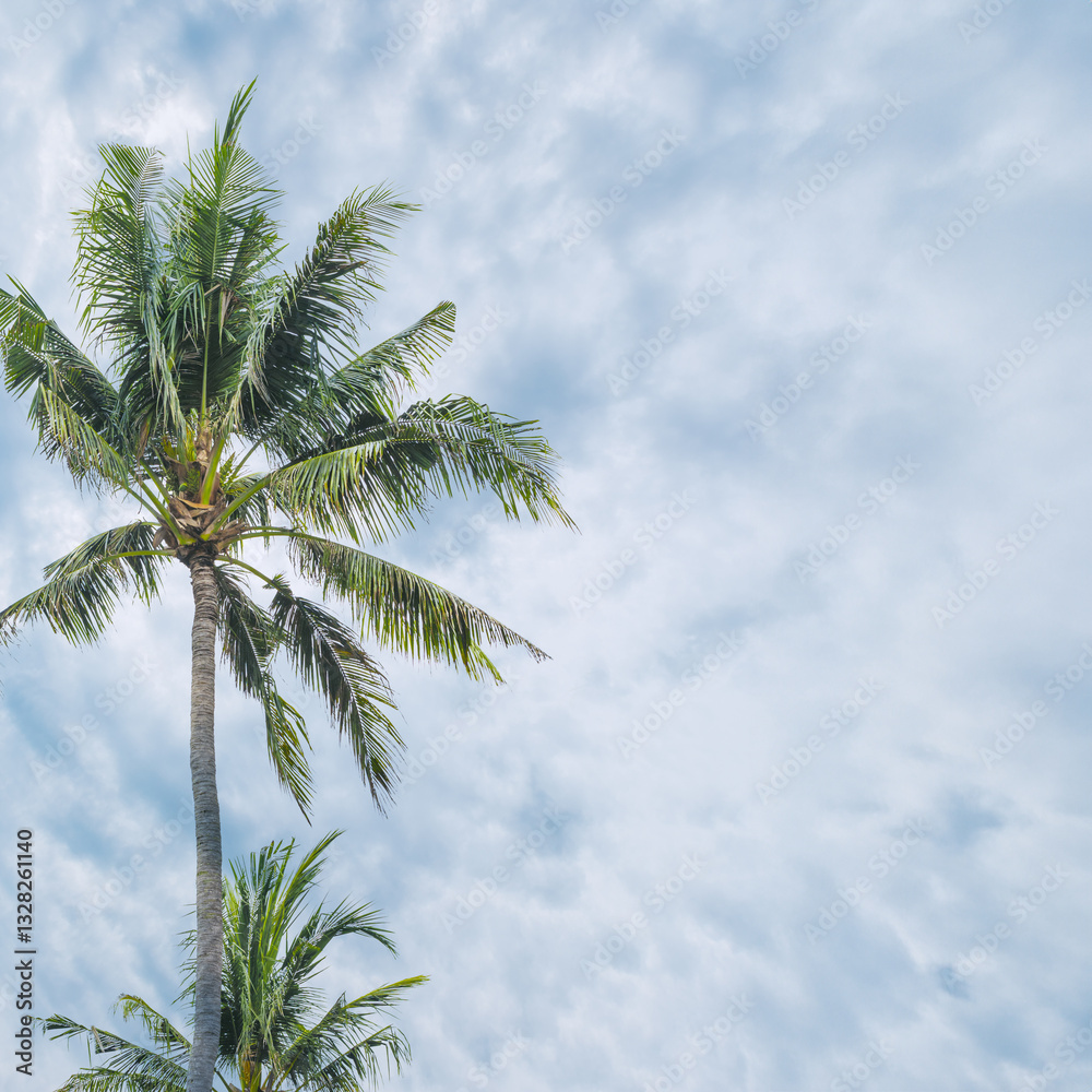Palm tree part on white blue sky background, green palm leaves of coconut tree and beautiful clouds as nature summer scenery, scenic view, aesthetic summer landscape, travel and vacation Palm tree part on white blue sky background, green palm leaves of coconut tree and beautiful clouds as nature summer scenery, scenic view, aesthetic summer landscape, travel and vacation