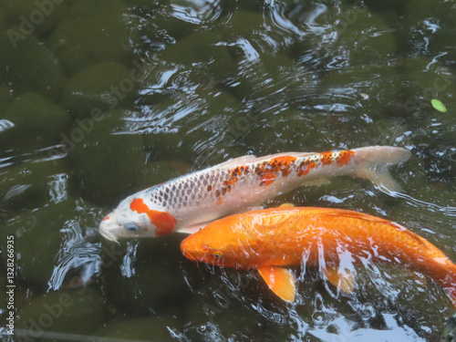 錦鯉のいる池