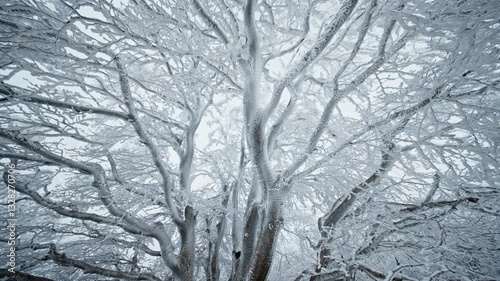 Wallpaper Mural Frozen tree branches covered in snow, creating a peaceful winter landscape Torontodigital.ca