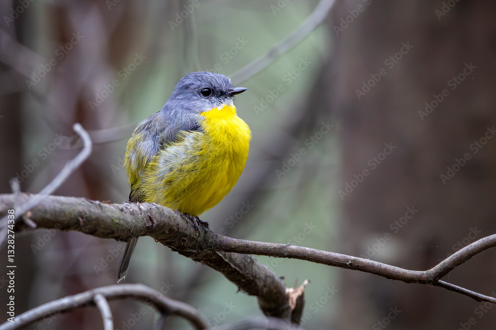Eastern Yellow Robin.(Eopsaltria australis) in Kinglake National Park, Melbourne Victoria Australia