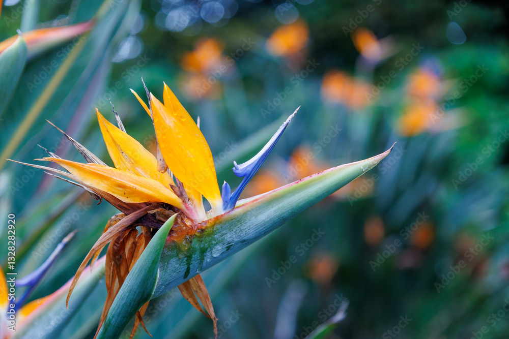 Obraz premium 式根島の美しいストレリチア。東京都伊豆諸島式根島 -2024 