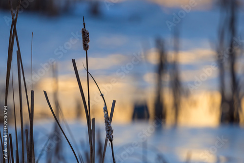 Close up view of cattail plant against ice lake