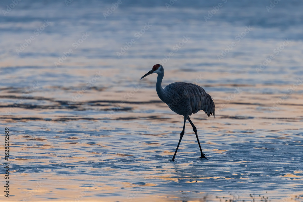 Fototapeta premium Close up view of Sandhill crane on the Ice lake.