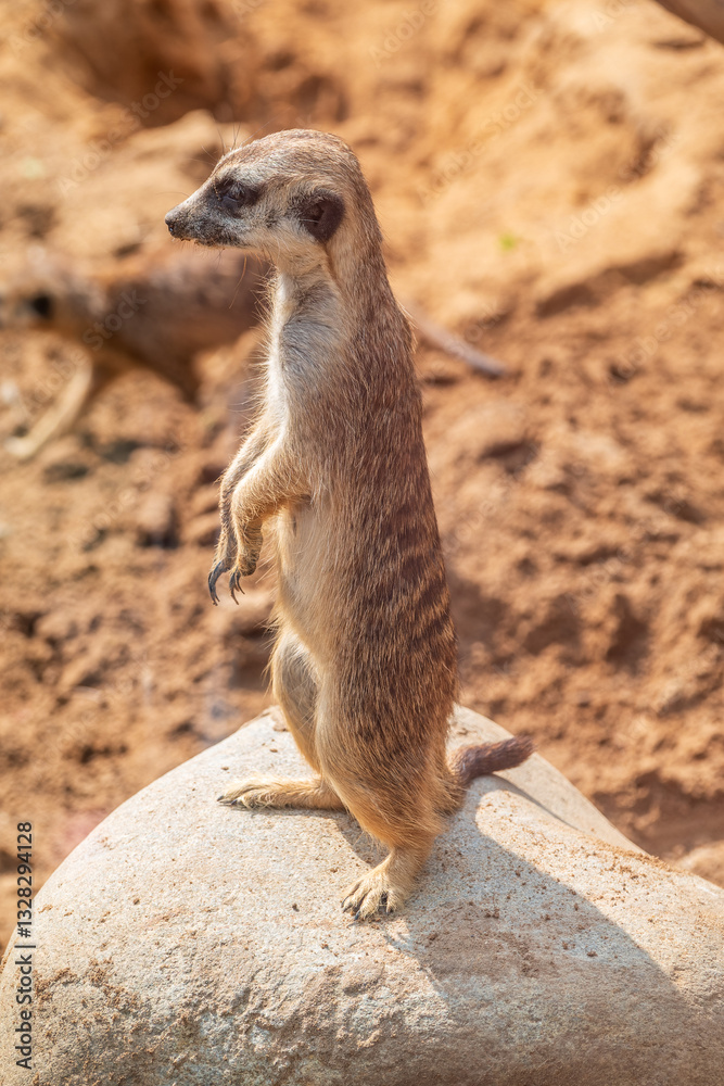 Fototapeta premium Meerkat, Suricata suricatta, on hind legs. Portrait of meerkat standing on hind legs with alert expression. Portrait of a funny meerkat sitting on its hind legs.