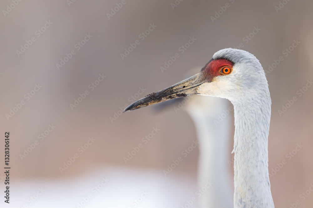 Naklejka premium Close-up view of two Sandhill crane birds in winter time.