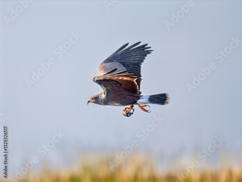 Snail Kite (Rostrhamus sociabilis) flying with apple snail in its beak photo
