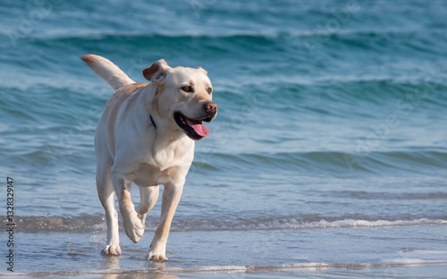 Pet Influencer, Happy yellow lab running on beach