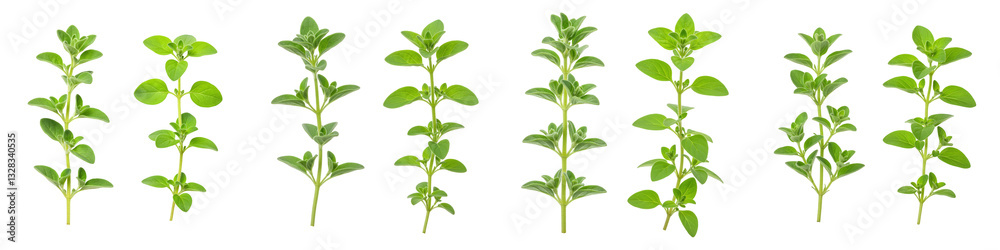 Fototapeta premium Marjoram and Oregano Sprigs Side-by-Side, Cut Out Set