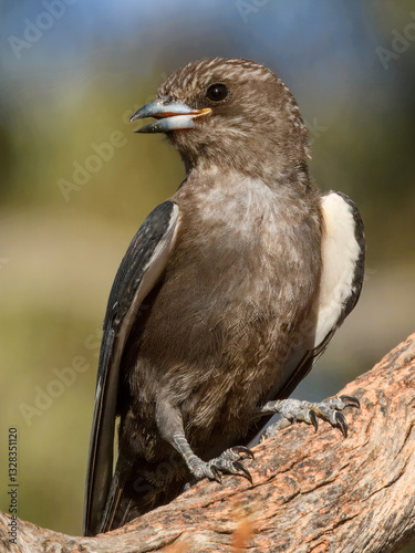 Dusky Woodswallow (Artamus cyanopterus) in Australia