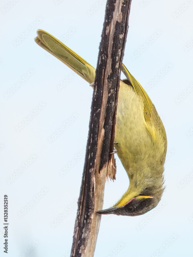 Purple-gaped Honeyeater (Lichenostomus cratitius) in Australia
