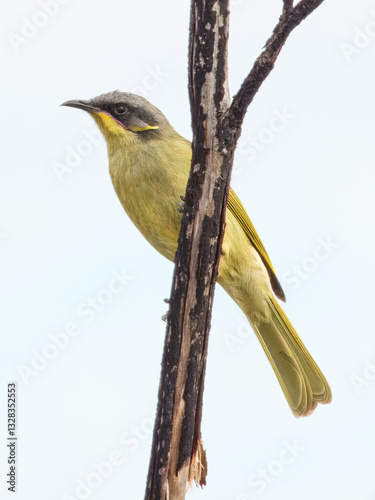 Purple-gaped Honeyeater (Lichenostomus cratitius) in Australia