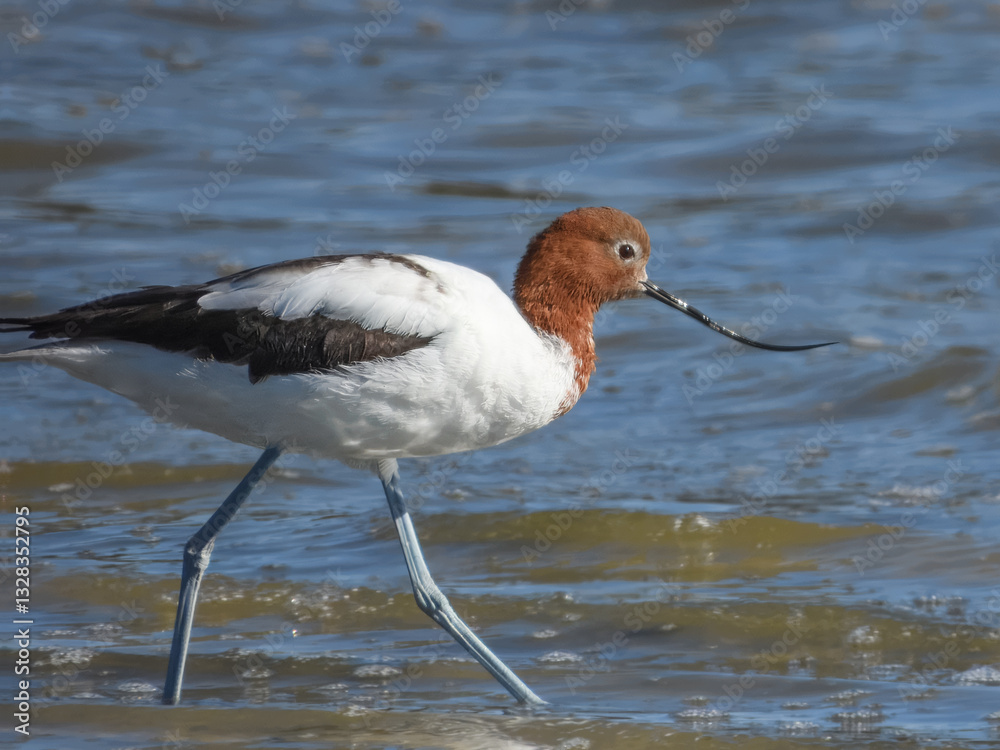 Red-necked Avocet Feeding in Western Australia