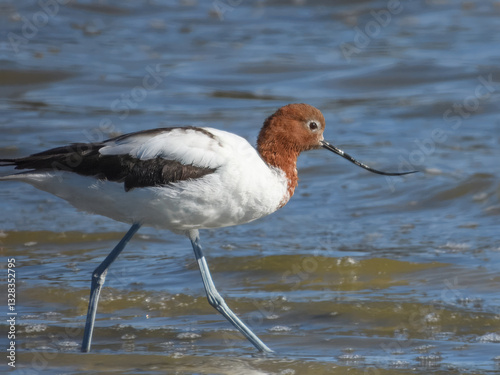 Obraz na płótnie Red-necked Avocet Feeding in Western Australia w salonie