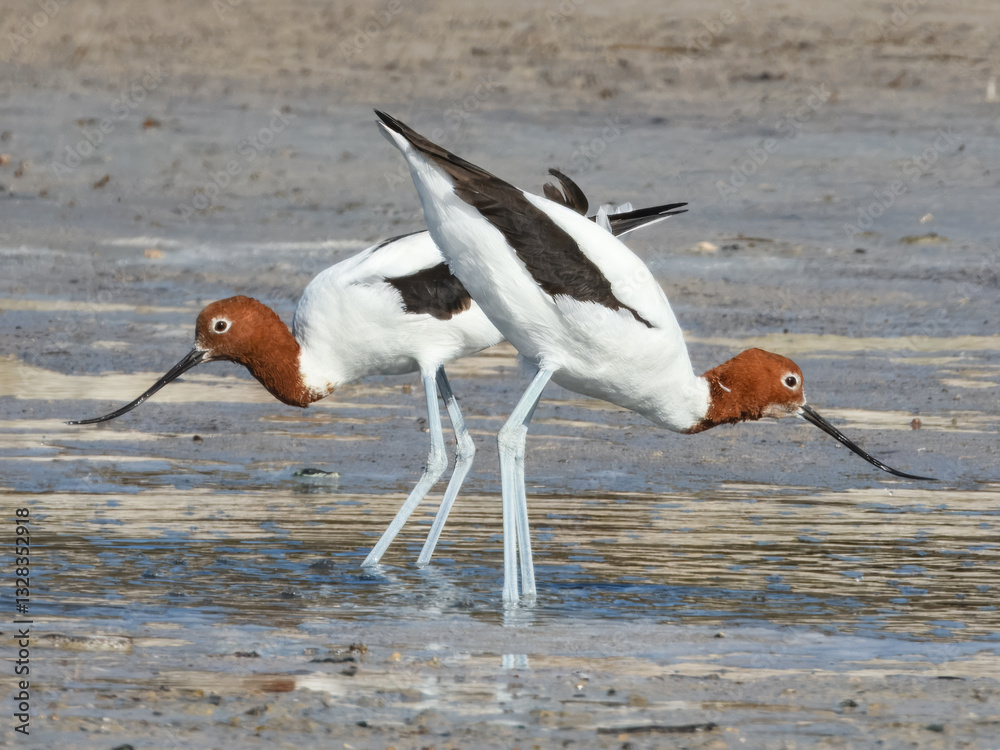 Red-necked Avocet Feeding in Western Australia
