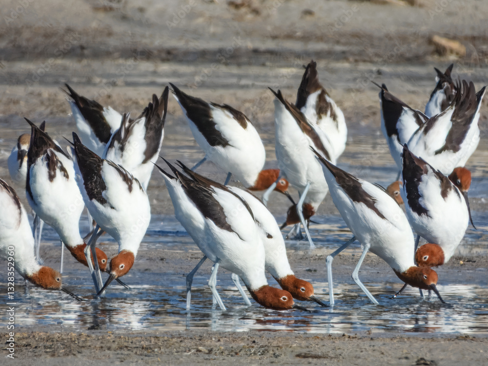 Red-necked Avocet Feeding in Western Australia