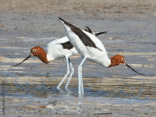 Obraz na płótnie Red-necked Avocet Feeding in Western Australia w salonie