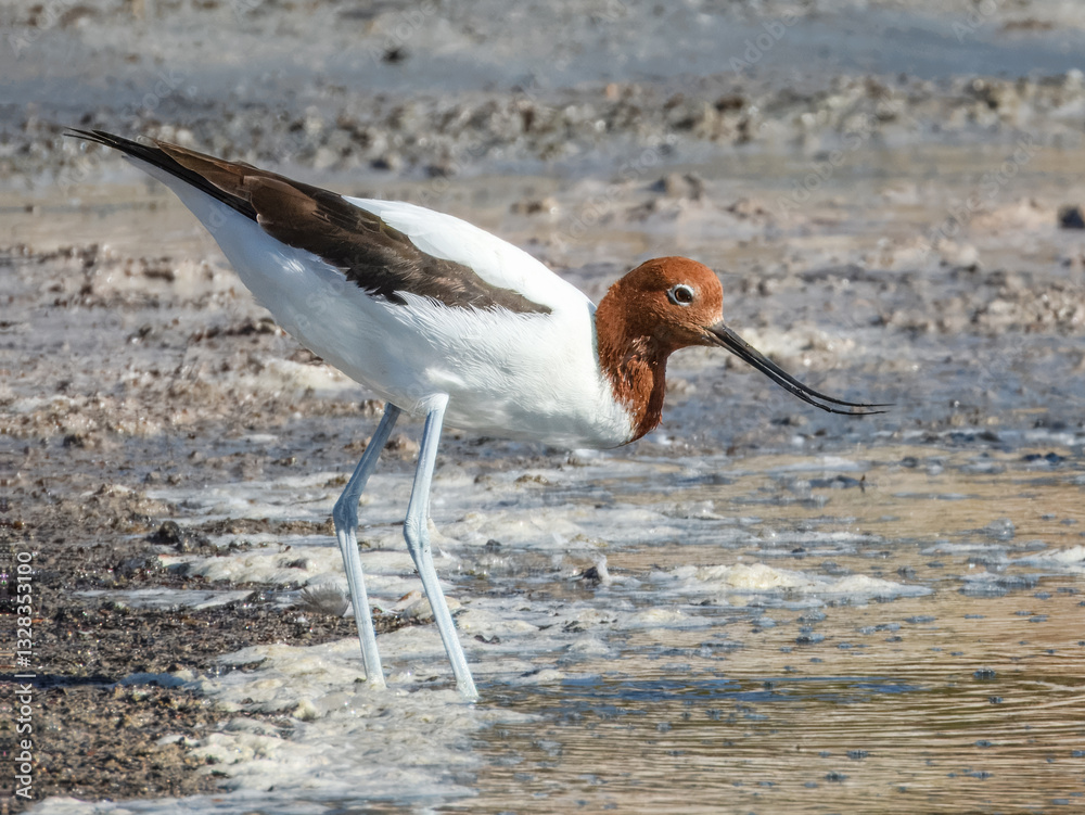 Red-necked Avocet Feeding in Western Australia