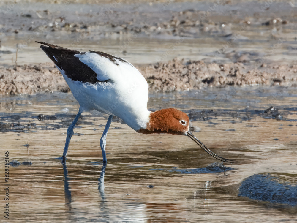 Red-necked Avocet Feeding in Western Australia