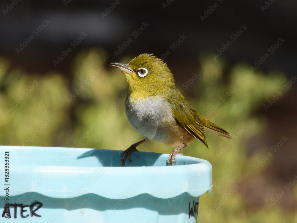 Silvereye Bird in Western Australia