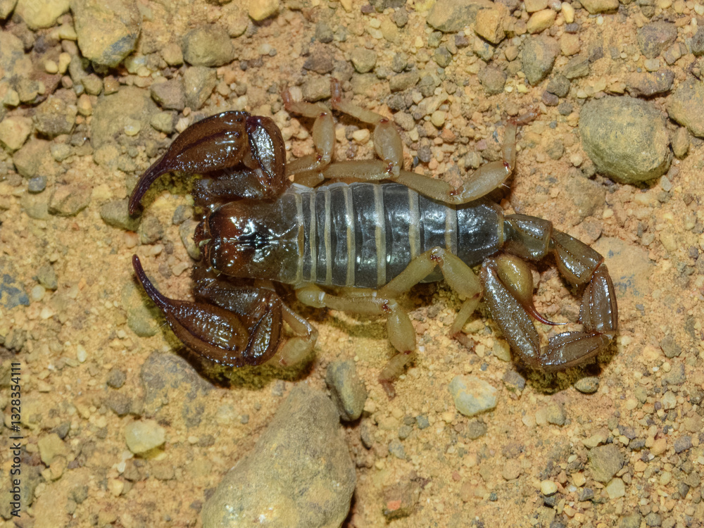 Wood Scorpion in Western Australia