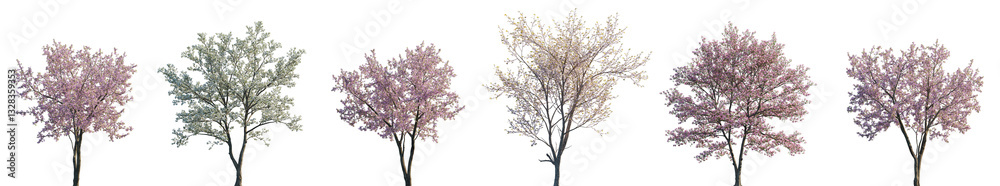 Cherry trees sakura blossoming isolated png on a transparent background premium cutout (Prunus cerasus, Prunus avium, Prunus serrulata, Cornus florida) Cherry trees sakura blossoming isolated png on a transparent background premium cutout (Prunus cerasus, Prunus avium, Prunus serrulata, Cornus florida)