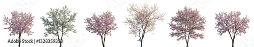 Cherry trees sakura blossoming isolated png on a transparent background premium cutout (Prunus cerasus, Prunus avium, Prunus serrulata, Cornus florida)