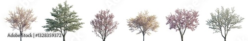 Cherry trees sakura blossoming isolated png on a transparent background premium cutout (Prunus cerasus, Prunus avium, Prunus serrulata, Cornus florida)