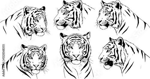 Set of big tigers. Collection of portraits of predatory wild cats. Set of wildlife and fauna dwellers. Vector illustration on a white background. Tattoo