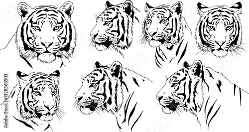 Set of big tigers. Collection of portraits of predatory wild cats. Set of wildlife and fauna dwellers. Vector illustration on a white background. Tattoo