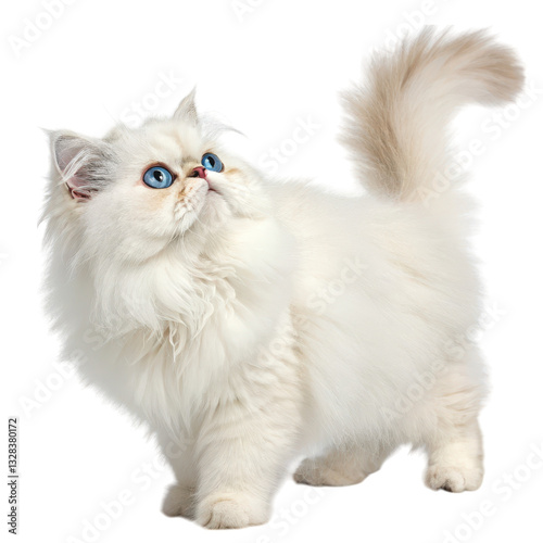 A fluffy white cat with striking blue eyes stands gracefully, gazing upward isolated on transparent background.